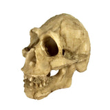 Maxbell Maxbell Reptile,Snake,Turtle,Vivarium Rock,Caves,Decor Aquarium Ornament Skull Head