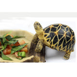Maxbell Maxbell Reptile Feeding Bowl Food Water Resin Dish Pet Vivarium Tortoise Gecko #9