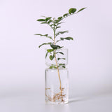 Maxbell 2 Clear Hyacinth Glass Vase Flower Planter Pot DIY Terrarium Container Decor