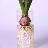 Maxbell 2 Clear Hyacinth Glass Vase Flower Planter Pot DIY Terrarium Container Decor