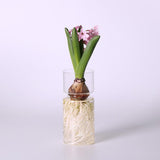 Maxbell 2 Clear Hyacinth Glass Vase Flower Planter Pot DIY Terrarium Container Decor