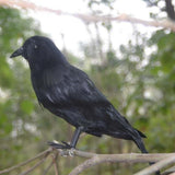 Maxbell 24 pieces Black Feathered Small Crows Birds Ravens Props Halloween Decor