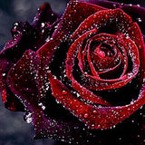 Maxbell 5D DIY Diamond Painting Embroidery Rhinestone Pictures Blooming Rose 30x30cm - Aladdin Shoppers