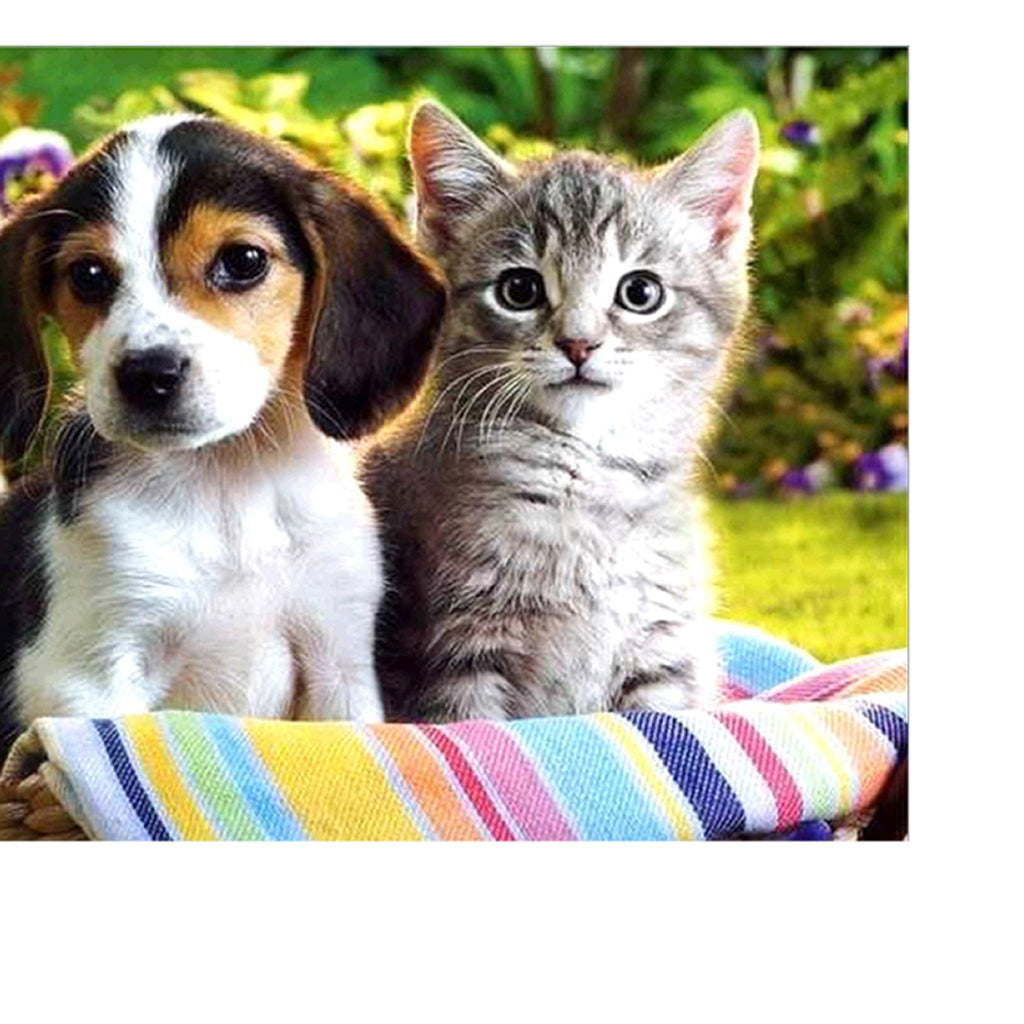 5D DIY Diamond Painting Embroidery Cross Craft Stitch Cat And Dog