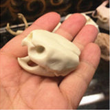 Maxbell Maxbell Creative Animal Head Skull  Aquarium Decoration Turtle Skull