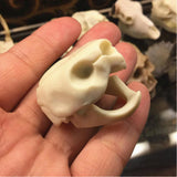 Maxbell Maxbell Creative Animal Head Skull  Aquarium Decoration Turtle Skull