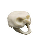 Maxbell Maxbell Creative Animal Head Skull  Aquarium Decoration Turtle Skull
