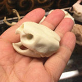 Maxbell Maxbell Creative Animal Head Skull  Aquarium Decoration Turtle Skull