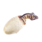 Maxbell Maxbell Creative Animal Head Skull  Aquarium Decoration Dinosaur Eggs