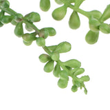 Maxbell 10x Artificial Flower String of Pearls Wall Hanging Succulents Plants Green