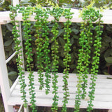 Maxbell 10x Artificial Flower String of Pearls Wall Hanging Succulents Plants Green