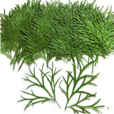 Maxbell 20x Pressed Dried Flower Dry Leaves for DIY Crafts Bookmark Cards Making