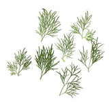 Maxbell 20x Pressed Dried Flower Dry Leaves for DIY Crafts Bookmark Cards Making