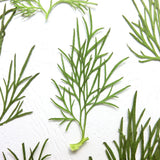 Maxbell 20x Pressed Dried Flower Dry Leaves for DIY Crafts Bookmark Cards Making