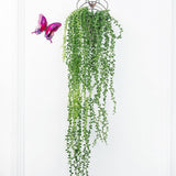 Maxbell Artificial Flower String of Pearls Wicker Wall Hanging Succulents Plants B
