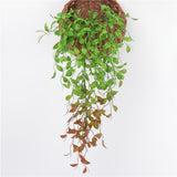 Maxbell 2.76ft Artificial Trailing Ivy Vine Leaf Garland Plants Foliage Floral Red