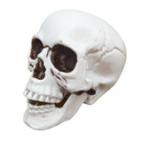Maxbell Horrible Stimulation Skeleton Skull Plastic Halloween Decoration Prop