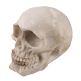 Maxbell Hanging Resin Terror Moon Skull and1:1Realistic Replica Human Skull