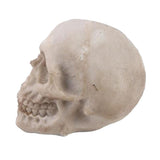 Maxbell Hanging Resin Terror Moon Skull and1:1Realistic Replica Human Skull