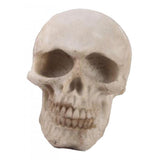Maxbell 2pcs Realistic Replica Human Skull Resin Skull Skeleton Head