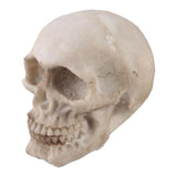 Maxbell 2pcs Realistic Replica Human Skull Resin Skull Skeleton Head