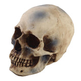 Maxbell 2pcs Realistic Replica Human Skull Resin Skull Skeleton Head