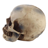 Maxbell Hanging Resin Terror Moon Skull and1:1 Replica Human Skull