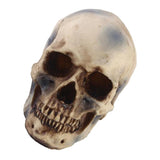 Maxbell Hanging Resin Terror Moon Skull and1:1 Replica Human Skull