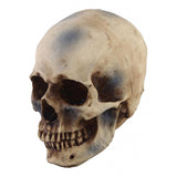 Maxbell 2pcs Realistic Replica Human Skull Resin Skull Skeleton Head