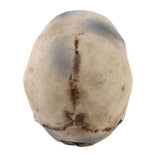 Maxbell Hanging Resin Terror Moon Skull and1:1 Replica Human Skull