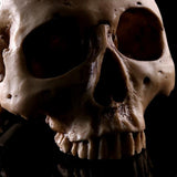 Maxbell Resin Skull Head Shped Flower Pot Halloween Scene Decoration