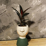 Maxbell 2Pcs Succulent Planter Bonsai Pot Succulent Plant Pot for Garden Decoration