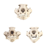 Maxbell Resin Artificial Animal Skull for Party Aquarium Ornament Snow Leopard