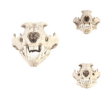Maxbell Resin Artificial Animal Skull for Party Aquarium Ornament Snow Leopard
