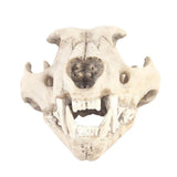 Maxbell Resin Artificial Animal Skull for Party Aquarium Ornament Snow Leopard