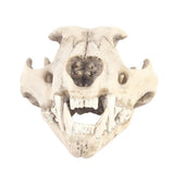 Maxbell Resin Artificial Animal Skull for Party Aquarium Ornament Snow Leopard