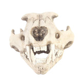 Maxbell Resin Artificial Animal Skull for Party Aquarium Ornament Snow Leopard