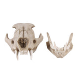 Maxbell Resin Artificial Animal Skull for Party Aquarium Ornament Snow Leopard