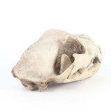 Maxbell Resin Artificial Animal Skull for Party Aquarium Ornament Snow Leopard