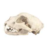 Maxbell Resin Artificial Animal Skull for Party Aquarium Ornament Snow Leopard