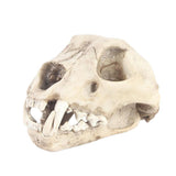 Maxbell Resin Artificial Animal Skull for Party Aquarium Ornament Snow Leopard