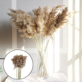 16x10x Natural Dried Pampas Grass Reed Flower Bunch Bouquet Home Decor 50-60cm