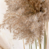 16x10x Natural Dried Pampas Grass Reed Flower Bunch Bouquet Home Decor 50-60cm