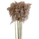 16x10x Natural Dried Pampas Grass Reed Flower Bunch Bouquet Home Decor 50-60cm