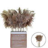 16x10x Natural Dried Pampas Grass Reed Flower Bunch Bouquet Home Decor 50-60cm