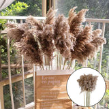 16x10x Natural Dried Pampas Grass Reed Flower Bunch Bouquet Home Decor 50-60cm