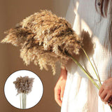 16x10x Natural Dried Pampas Grass Reed Flower Bunch Bouquet Home Decor 50-60cm