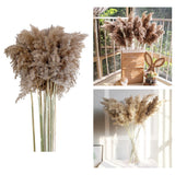 16x10x Natural Dried Pampas Grass Reed Flower Bunch Bouquet Home Decor 50-60cm