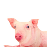 Cute 3D Pig Hug Pillow Throw Pillow Cushion Bed Pillow for Housewarming Gift 50x25cm