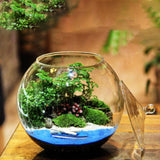 Maxbell Glass Plant Container Plants Glass Terrarium Jar for Kitchen Bedroom Desktop